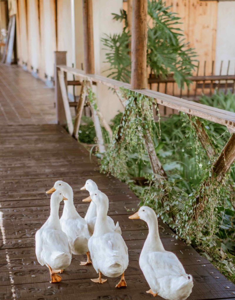 Cradle-Valley-Ducks-At-The-Wedding-Venue